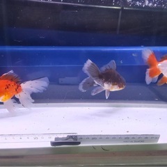 ⑤オランダローズテール3尾の画像