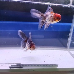 ⑥オランダローズテール2尾の画像