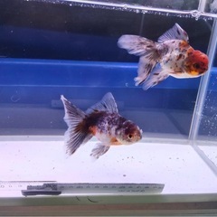 ⑥オランダローズテール2尾の画像