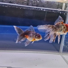 ⑥オランダローズテール2尾の画像