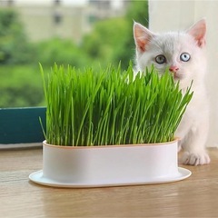 猫草プランター水耕栽培用の画像