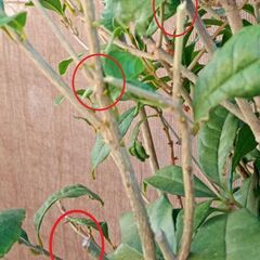 電動ヘッジトリマーの画像