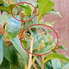 電動ヘッジトリマーの画像