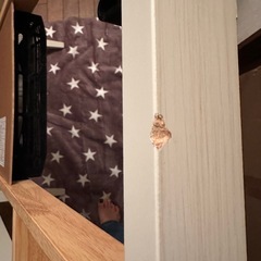 Francfranc  こたつ
の画像