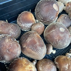 原木椎茸　生椎茸　わけあり？　１キロの画像