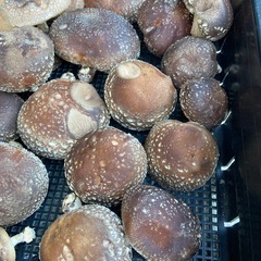 原木椎茸　生椎茸　わけあり？　１キロの画像