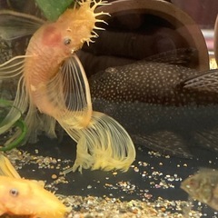 ミニブッシープレコ各種　1匹400円
の画像