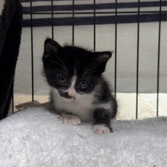 小さな白黒くん♡甘えん坊♡1ヶ月の可愛いすぎ子猫