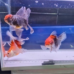 ⑦オランダローズテール3尾 の画像