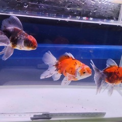 ⑦オランダローズテール3尾 の画像