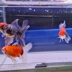 ⑦オランダローズテール3尾 の画像