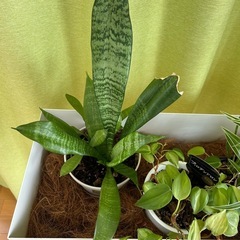 観葉植物セット　スタンド付きパキラなどの画像