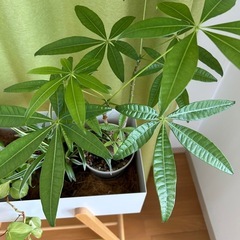 観葉植物セット　スタンド付きパキラなどの画像