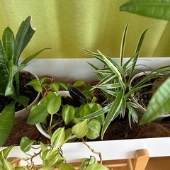 観葉植物セット　スタンド付きパキラなどの画像