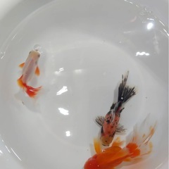 ②オランダローズテール3尾の画像