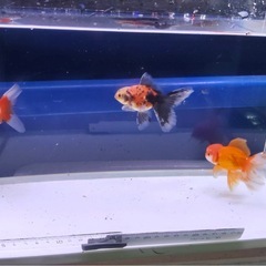 ②オランダローズテール3尾の画像