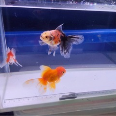 ②オランダローズテール3尾の画像