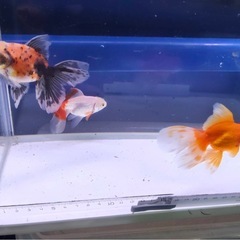 ②オランダローズテール3尾の画像