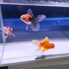 ②オランダローズテール3尾の画像