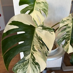 斑入りモンステラ ボルシギアナ ホワイトタイガーの画像