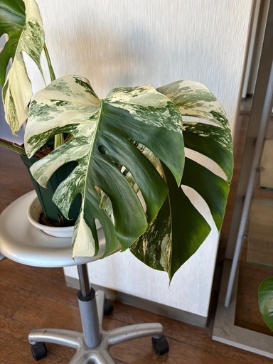 斑入りモンステラ ボルシギアナ ホワイトタイガー