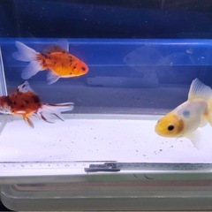 ①東錦3尾の画像