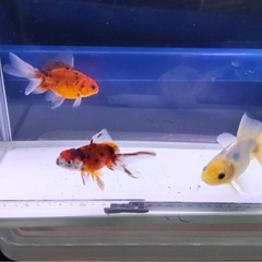 ①東錦3尾の画像