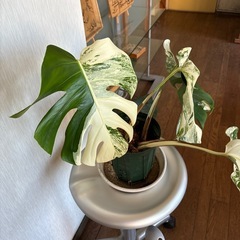 斑入りモンステラ ボルシギアナ ホワイトタイガーの画像