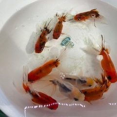 ②東錦9尾の画像