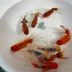 ②東錦9尾の画像