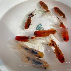 ②東錦9尾の画像