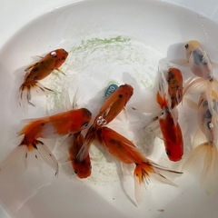 ②東錦9尾の画像