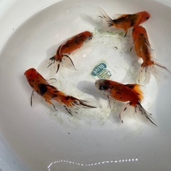 ③東錦5尾の画像