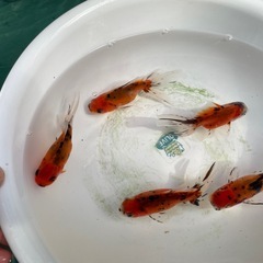 ③東錦5尾の画像