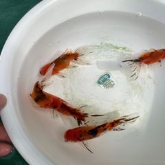 ③東錦5尾の画像