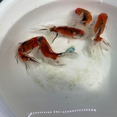 ③東錦5尾の画像