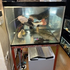 11月23日(日曜)引取なら5000円！！！！900×750×600のOF水槽フルセットの画像