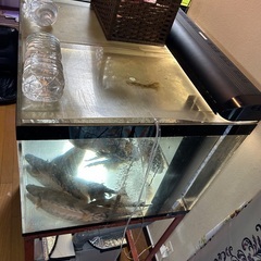 11月23日(日曜)引取なら5000円！！！！900×750×600のOF水槽フルセットの画像