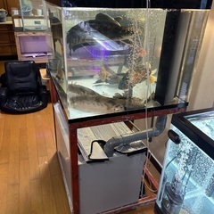 11月23日(日曜)引取なら5000円！！！！900×750×600のOF水槽フルセットの画像