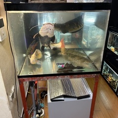 11月23日(日曜)引取なら5000円！！！！900×750×600のOF水槽フルセットの画像