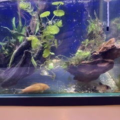 コリドラスの画像