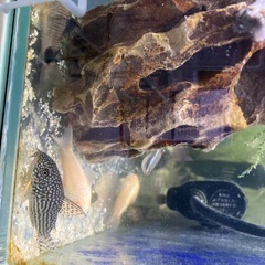 コリドラスの画像