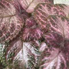 エピスシアの画像