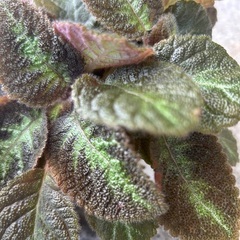 エピスシアの画像