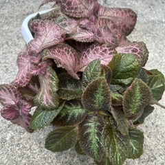 エピスシアの画像