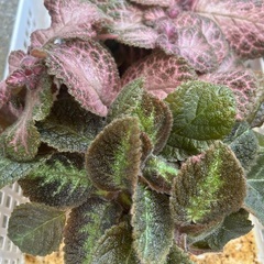 エピスシアの画像