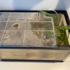 金魚と水槽の画像