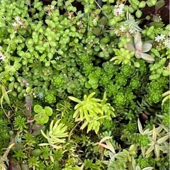 多肉植物ルビーネックレスカット苗の画像