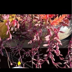 多肉植物ルビーネックレスカット苗の画像