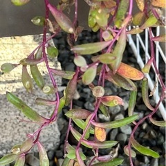 多肉植物ルビーネックレスカット苗の画像